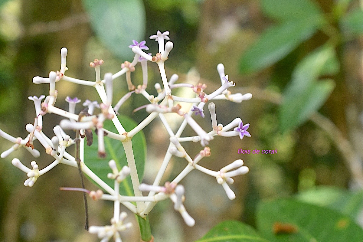 Chassalia corallioides Bois de corail R ubiaceae Endémique La Réunion 434.jpeg