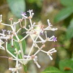 Chassalia corallioides Bois de corail R ubiaceae Endémique La Réunion 434.jpeg