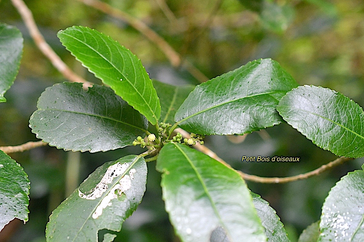 Claoxylon parviflorum Petit Bois d'oiseaux E uphorbiaceae Endémique Mascareignes 458.jpeg