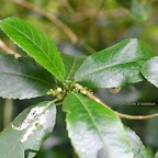 Claoxylon parviflorum Petit Bois d'oiseaux E uphorbiaceae Endémique Mascareignes 458.jpeg