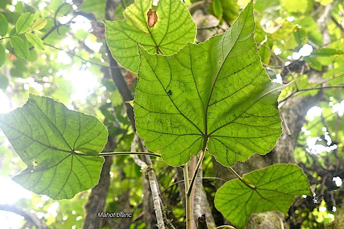 Dombeya pilosa Mahot blanc Malvace ae Endémique La Réunion 488.jpeg