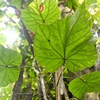 Dombeya pilosa Mahot blanc Malvace ae Endémique La Réunion 488.jpeg