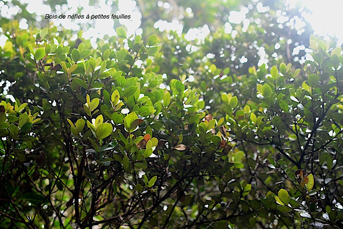 Eugenia buxifolia Bois de nèfles à petites feuilles Myrtaceae Endémique La Réunion 498.jpeg