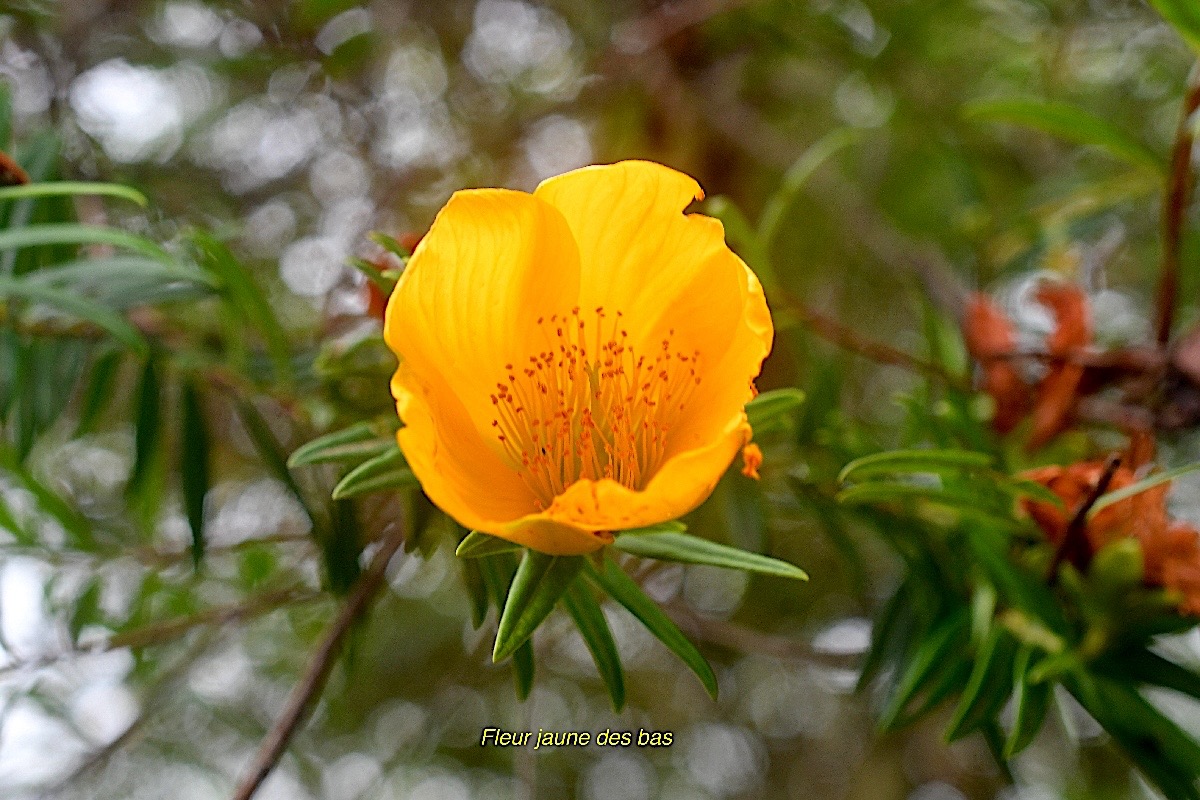 Hypericum lanceolatum subsp lanceolatum Fleur jaune des bas Hypericaceae Indigène La Réunion 451.jpeg