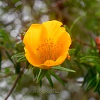 Hypericum lanceolatum subsp lanceolatum Fleur jaune des bas Hypericaceae Indigène La Réunion 451.jpeg