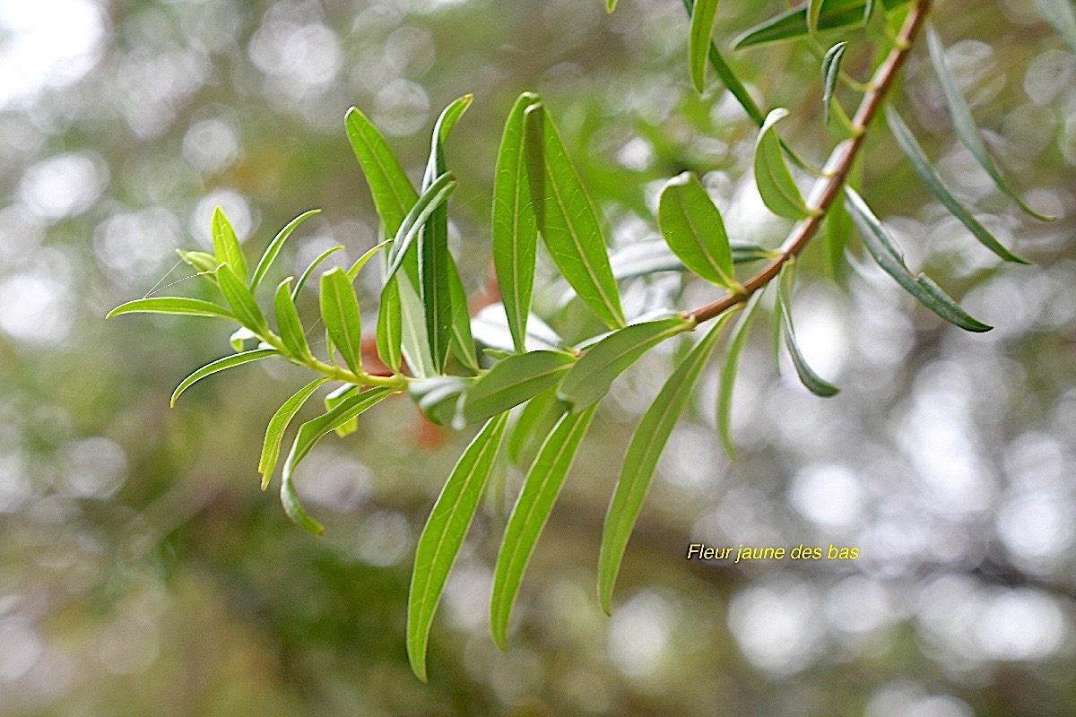 Hypericum lanceolatum subsp.jpeg