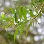 Hypericum lanceolatum subsp.jpeg