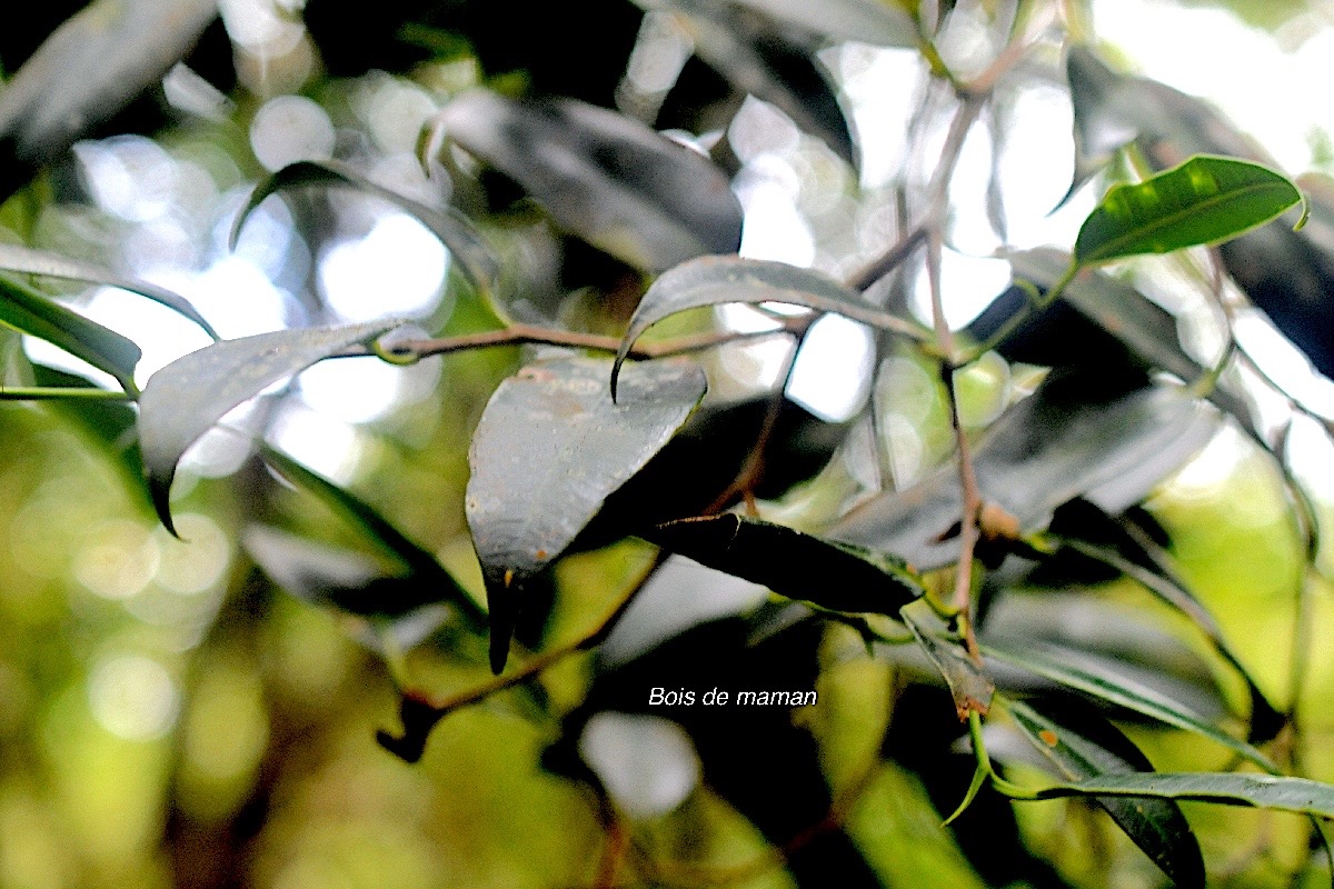 Maillardia borbonica Bois de maman Moraceae Endémique La Réunion 436.jpeg