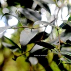 Maillardia borbonica Bois de maman Moraceae Endémique La Réunion 436.jpeg