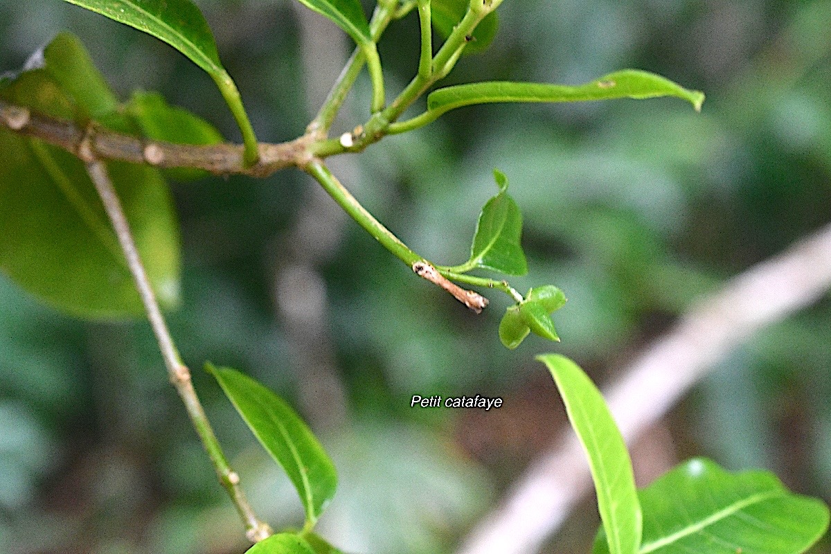 Melicope borbonica Petit catafaye Rutaceae Endémique La Réunion 497.jpeg