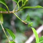 Melicope borbonica Petit catafaye Rutaceae Endémique La Réunion 497.jpeg