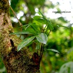 Melicope obtusifolia Catafaille patte poule Rutaceae Endémique La Réunion, Maurice  466.jpeg