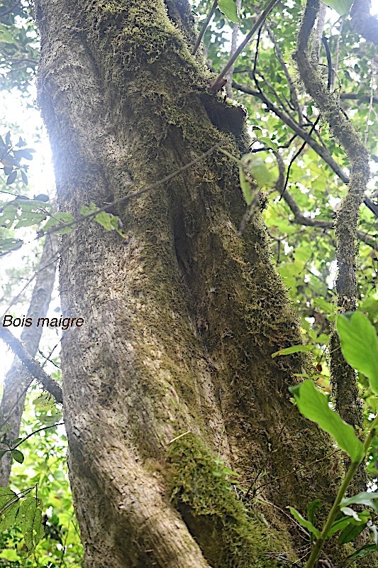 Nuxia verticillata Bois maigre Loganiacea e Endémique La Réunion, Maurice 483.jpeg