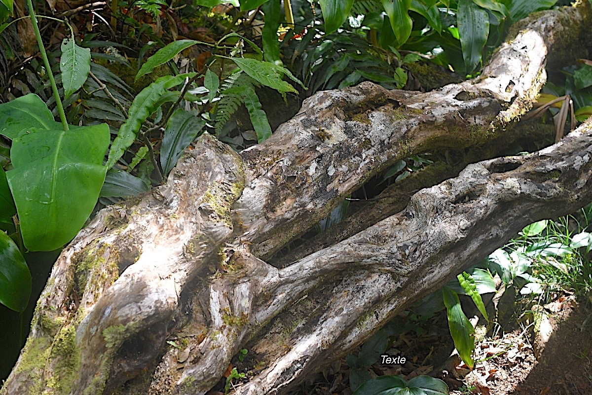 Nuxia verticillata Bois maigre Loganiaceae Endémique La Réunion, Maurice 432.jpeg