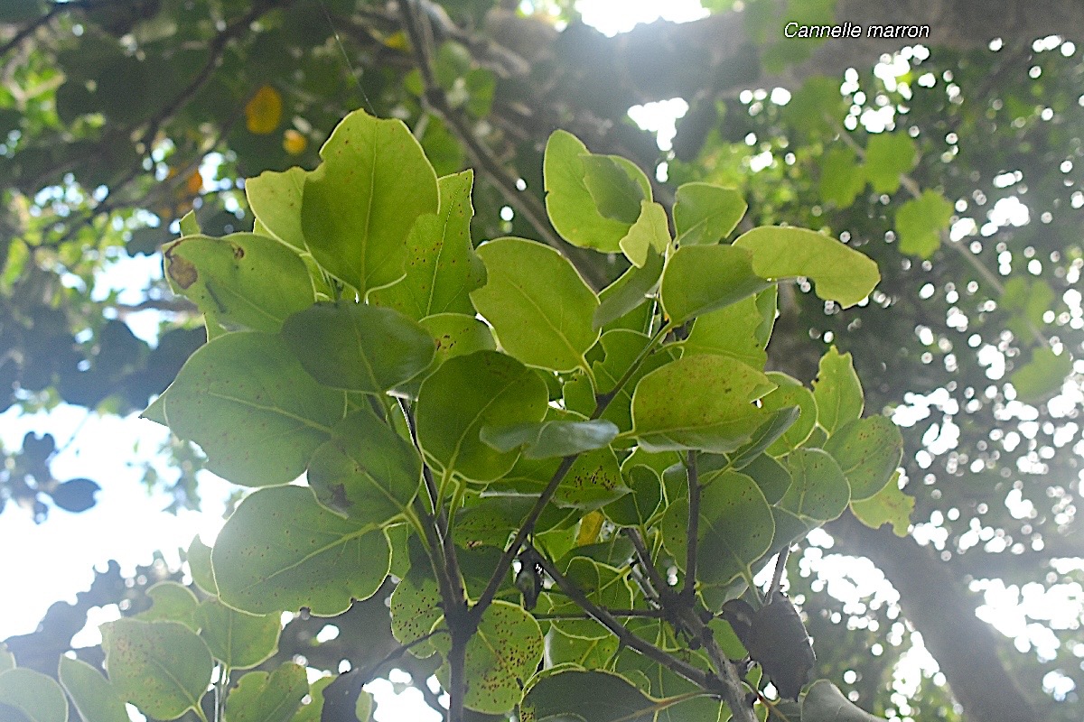 Ocotea obtusata Cannelle marron Lauraceae  Endémique La Réunion, Maurice 428.jpeg