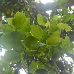 Ocotea obtusata Cannelle marron Lauraceae  Endémique La Réunion, Maurice 428.jpeg