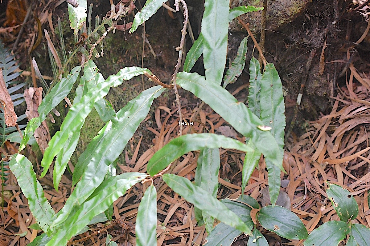 Oleandra distenta Fouge?re liane Olean draceae Indigène La Réunion 435.jpeg