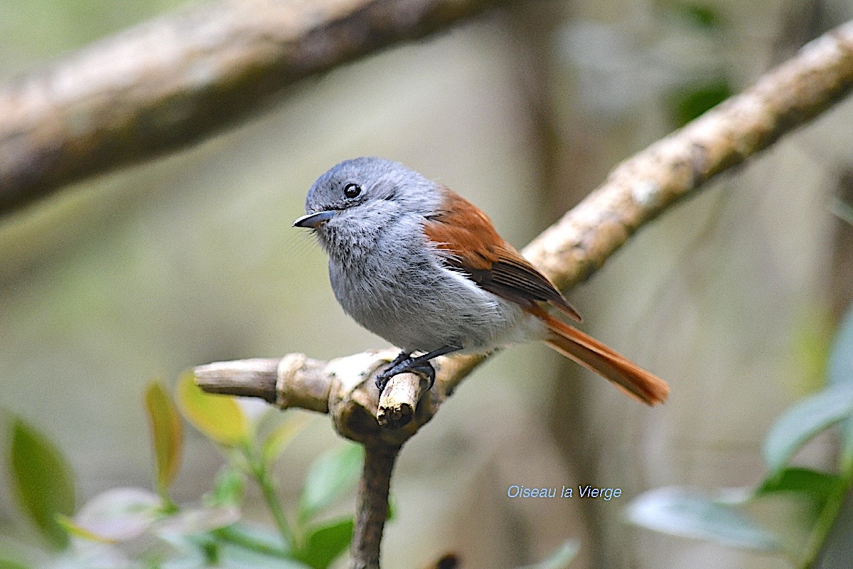 Terpsiphone bourbonnensis Oiseau la Vierge Mona rchidae Endémique La Réunion, Maurice 447.jpeg