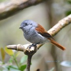 Terpsiphone bourbonnensis Oiseau la Vierge Mona rchidae Endémique La Réunion, Maurice 447.jpeg