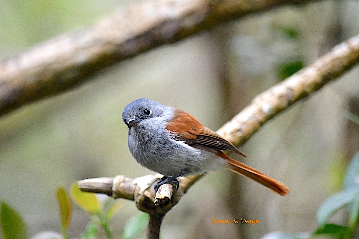 Terpsiphone bourbonnensis Oiseau la Vierge Mona rchidae Endémique La Réunion, Maurice 448.jpeg