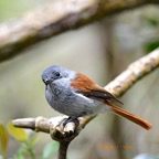 Terpsiphone bourbonnensis Oiseau la Vierge Mona rchidae Endémique La Réunion, Maurice 448.jpeg