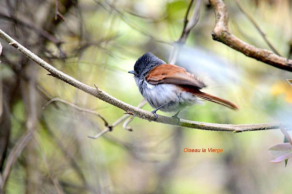 Terpsiphone bourbonnensis Oiseau La Vierge Monarchidae Endémique La Réunion, Maurice 450.jpeg