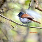 Terpsiphone bourbonnensis Oiseau La Vierge Monarchidae Endémique La Réunion, Maurice 450.jpeg