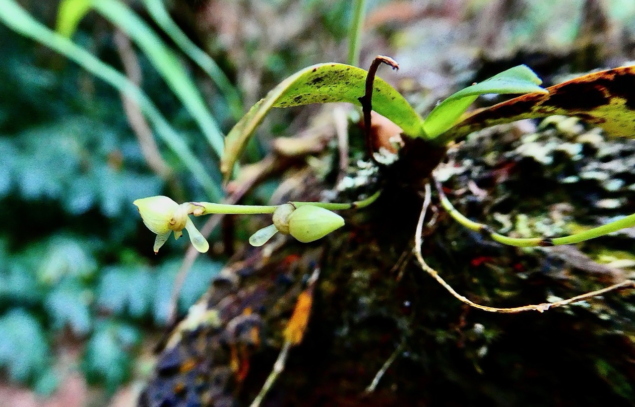 Angraecum sp . orchidaceae. (1).jpeg