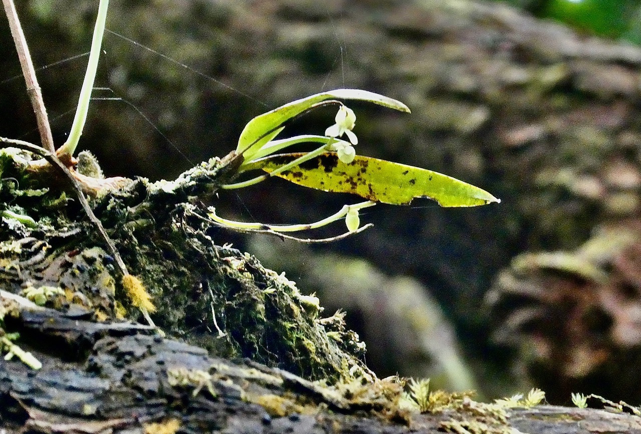 Angraecum sp . orchidaceae..jpeg