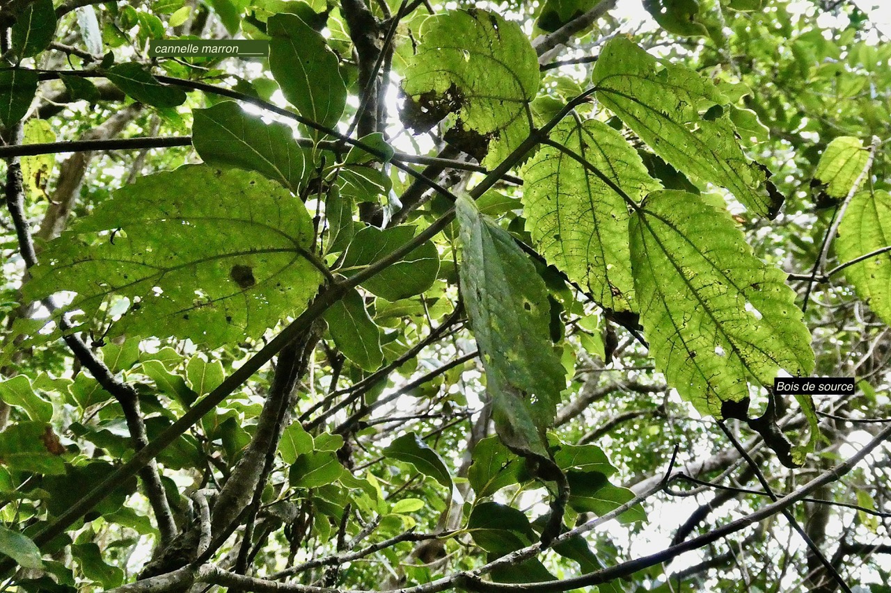 Boehmeria macrophylla.moyen l’ortie.bois de source noir.urticaceae. et Ocotea obtusata  Cannelle  marron .lauraceae. endémique Réunion Maurice..jpeg