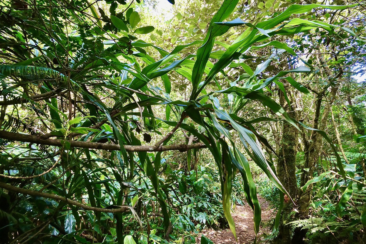 Canne marronne sur le sentier.Cordyline mauritiana.asparagaceae..jpeg