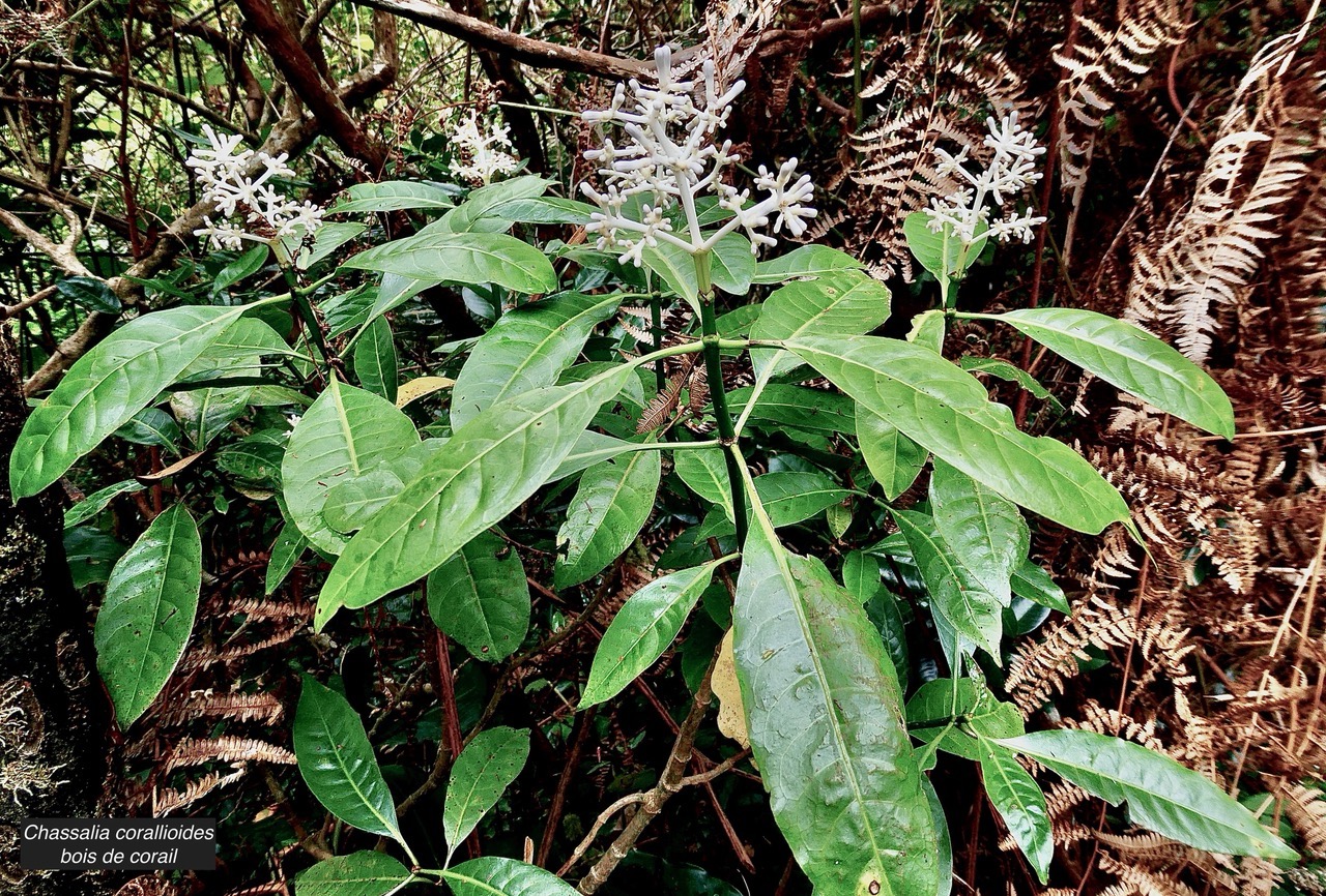 Chassalia corallioides Bois de corail  bois de lousteau rubiaceae.endémique Réunion. (1).jpeg