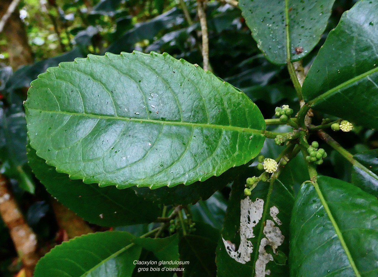 Claoxylon glandulosum.gros bois d’oiseaux.euphorbiaceae.endémique Réunion. (2).jpeg