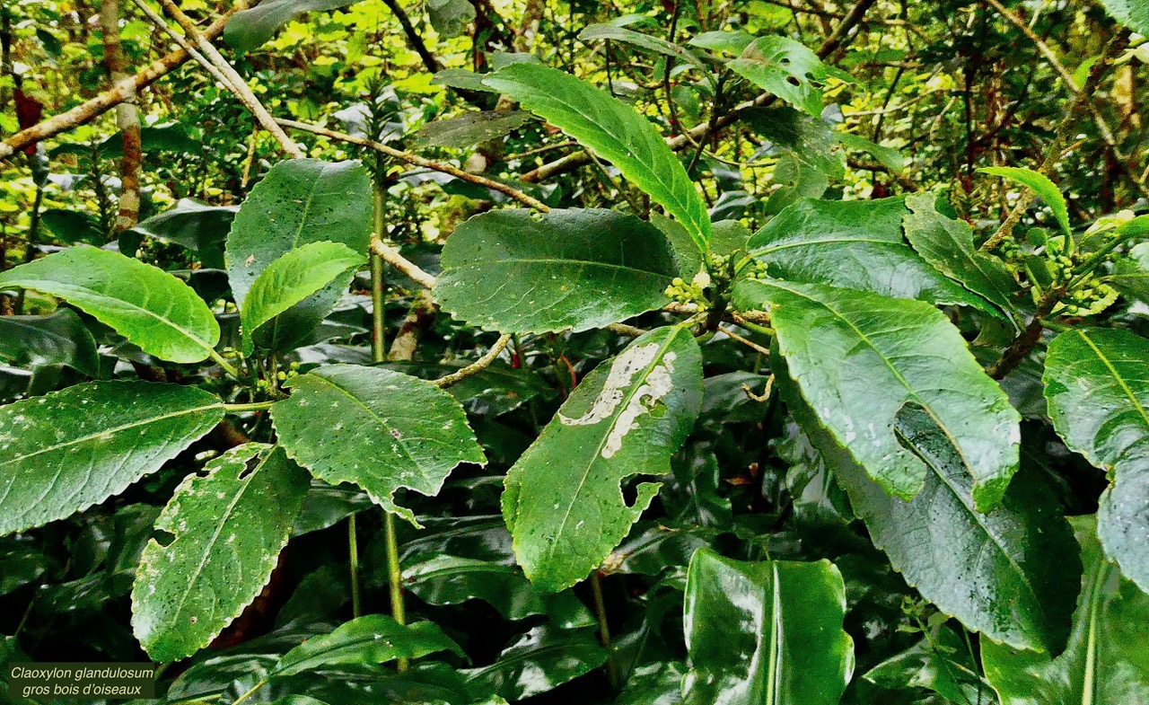 Claoxylon glandulosum.gros bois d’oiseaux.euphorbiaceae.endémique Réunion..jpeg