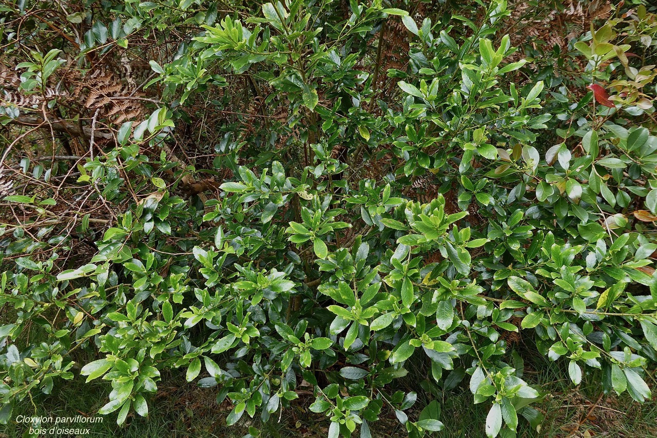 Claoxylon parviflorum -bois d’’oiseaux.euphorbiaceae.endémique Réunion Maurice Rodrigues..jpeg