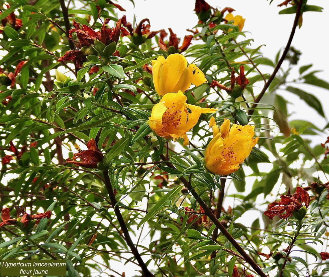 Hypericum lanceolatum subsp lanceolatum.fleur jaune des bas.hypericaceae.indigène Mascareignes. (1).jpeg