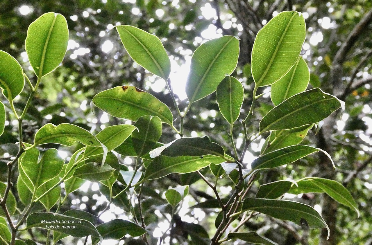 Maillardia borbonica  Bois de maman .bois de sagaye.moraceae. endémique Réunion (1).jpeg