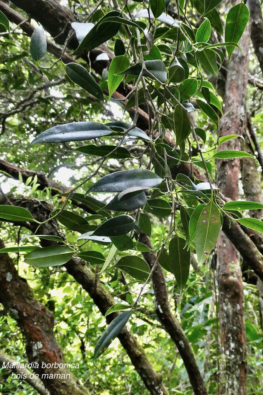 Maillardia borbonica  Bois de maman .bois de sagaye.moraceae. endémique Réunion.jpeg