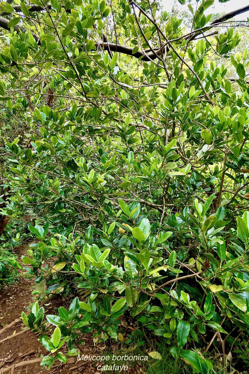 Melicope borbonica .catafaye .petit bois de catafaye .rutaceae.endémique Réunion. (1).jpeg