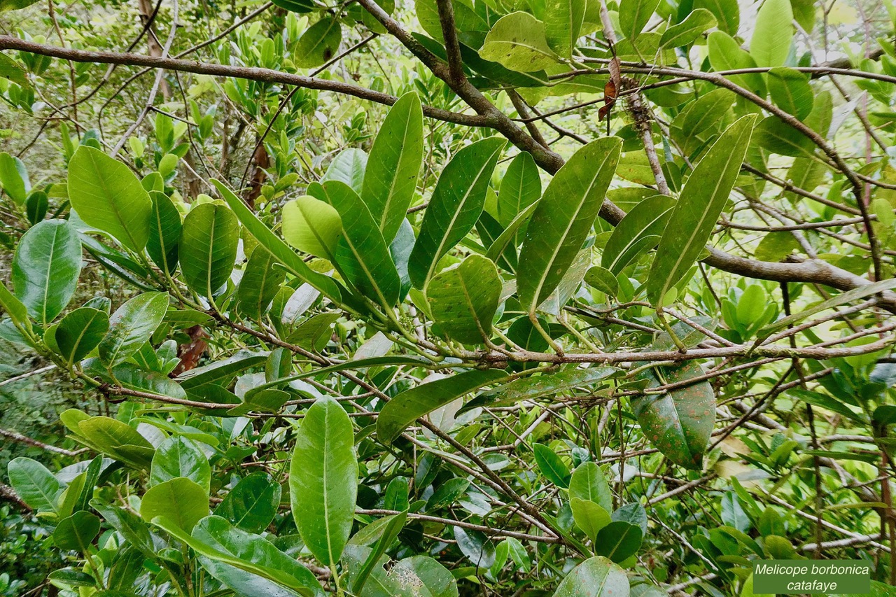 Melicope borbonica .catafaye .petit bois de catafaye .rutaceae.endémique Réunion. (2).jpeg