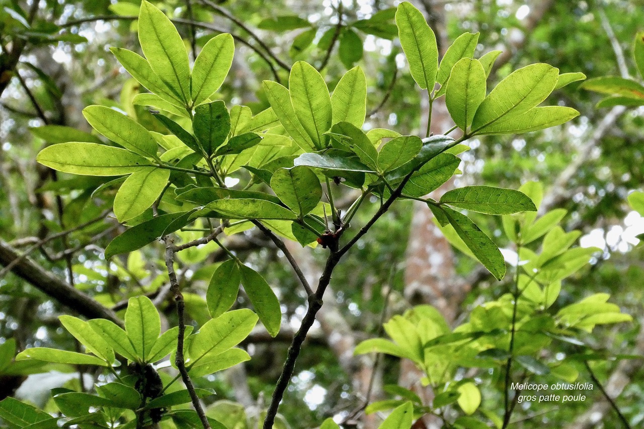 Melicope obtusifolia.gros patte poule.rutaceae. endémique Réunion Maurice.jpeg