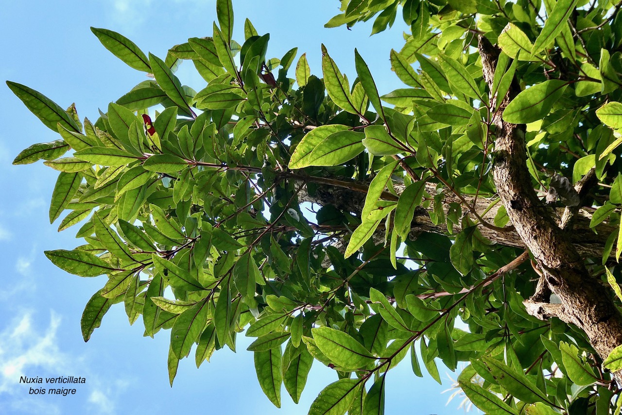 Nuxia verticillata.bois maigre.stilbaceae.endémique Réunion Maurice..jpeg