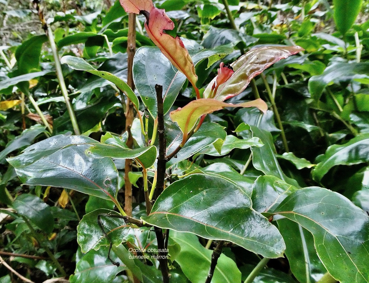 Ocotea obtusata  Cannelle  marron .( au milieu des longoses ) lauraceae. endémique Réunion Maurice..jpeg