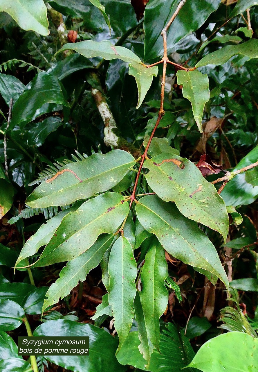 Syzygium cymosum .Bois de pomme rouge.myrtaceae.endémique Réunion Maurice..jpeg