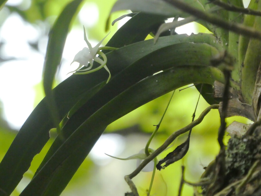 Angraecum_expansum-EPIDENDROIDEAE-Indigne_Reunion-P1070630b-1.jpg