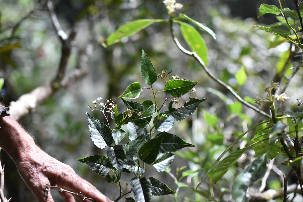 Faujasiopsis_flexuosa-Liane_zig_zag-ASTERACEAE-Endemique_Reunion-MB3_4591-1.jpg