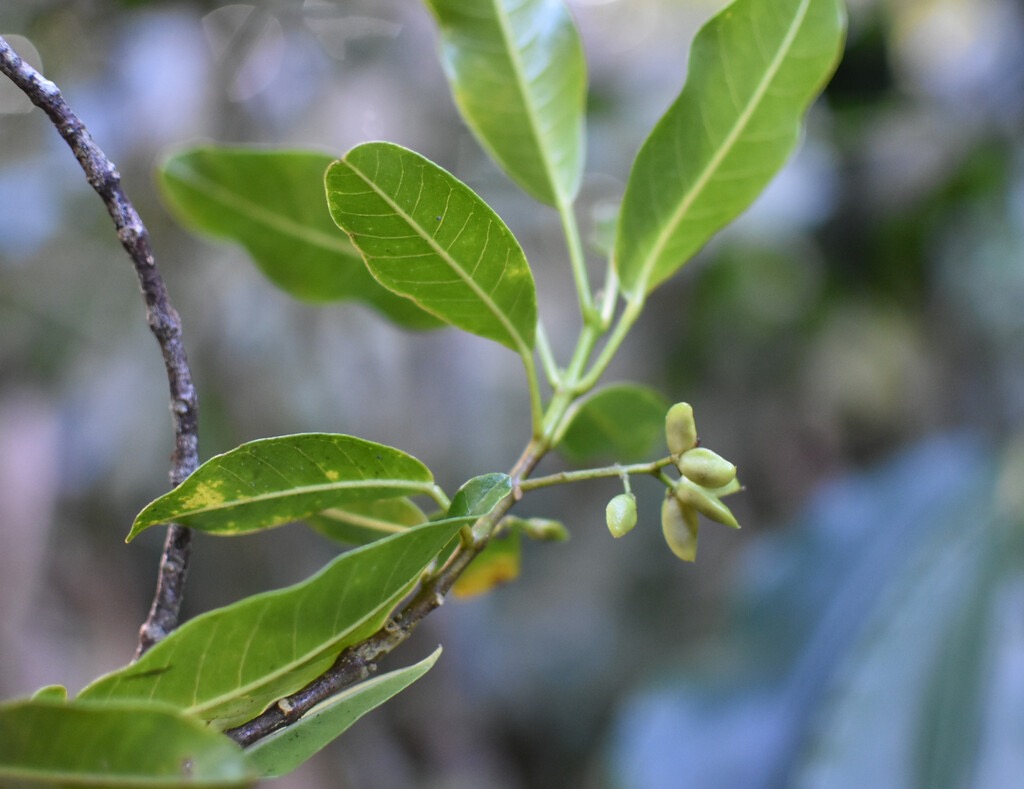 Melicope_borbonica-Petit_bois_de_catafaye-RUTACEAE-Endemique_Reunion-MB3_4589b-1.jpg