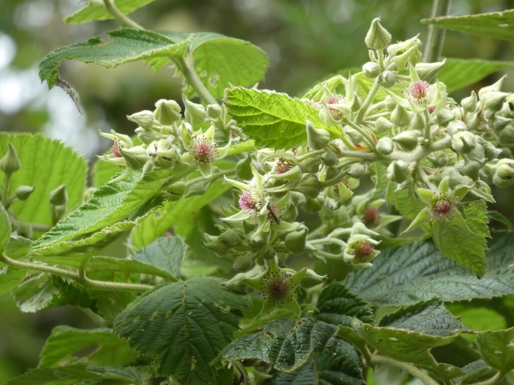 Rubus_apetalus-Ronce_blanche-ROSACEAE-Indigene_Reunion-P1070624-1.jpg