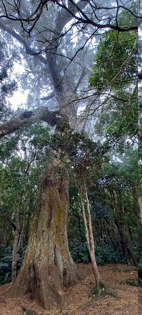 Acacia_heterophylla-Le_Roi_des_Tamarins-FABACEAE-Endemique_Reunion-20231128_110353.jpg