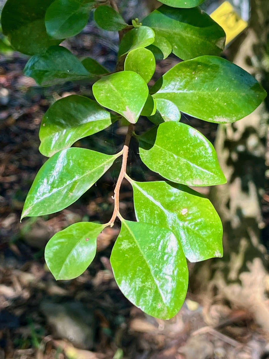 32.Turraea thouarsiana - Bois de quivi - Meliaceae - endémique B M.jpeg